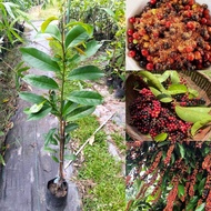 🌿 ต้นหมากเม่าหลวงภูพาน(เสียบยอด) ต้นสูง 70เซนติเมตร