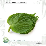 (10 Biji) Benih Bibit Biji - Shiso Perilla Green Korean Beef Steak Leaf Perilla Mint Seeds - IMPORT
