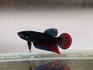 SALE ikan laga imbellis original ikan laga kampung pair