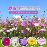 May Cosmos Chrysanthemum Flower Gesang Flower Encyclopedia Original Colorful Chrysanthemum Eight-Pet