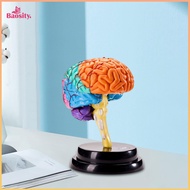 Brain Model Anatomy Human Organ Puzzle Anatomical Model 4D Human Brain Model Anatomically Body Model