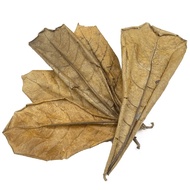 Crushed ketapang leaves and powder for aquarium fish