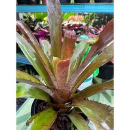 Bromeliad Forma Amazonica