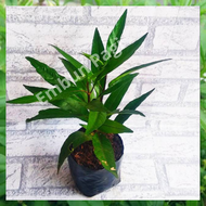 tanaman herbal Gandarusa bibit gondoroso bibit ganda rusa bibit daun gandarusa bibit gandarusa ungu 