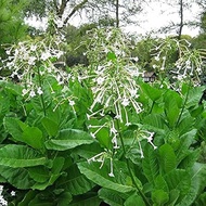 Tobacco Plant Sylvestris Annual or Tender Perennial Seeds - Nicotiana.