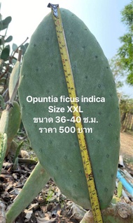 กระบองเพชร ทานผล ทาน ใบ Opuntia ficus-indica โอ พัน เทีย ฟิคัส อินดิก้า(ผลสีเขียว) สายพันธุ์ นำเข้า 