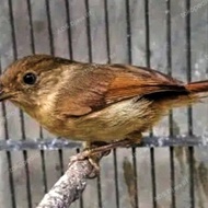 BURUNG FLAMBOYAN