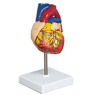 【CCL】-Heart Model Plastic Heart Model Anatomy Heart Model 2-Part Deluxe Life-Size Human Heart Model