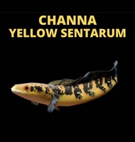 Channa Maru - Yellow Sentarum 6/7inci+++