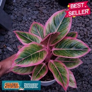 Aglonema lotus delight anakan ( Bisa COD )