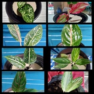 AGLAONEMA VARIETIES INDOOR &amp; OUTDOOR PLANT.