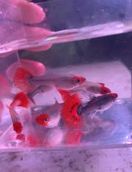 Live Fish Aquarium Ikan Guppy Koi  2 Pairs Ikan Hidup