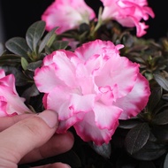 [Order and receive free Rhododendron Fertilizer]Rhododendron Four Seasons Blooming Potted Flower Pla