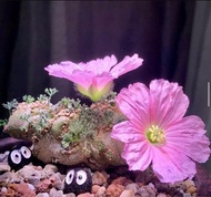 白皮月界種子 預售