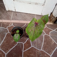 tanaman hias Pohon keladi caladium Thailand PAKETAN KELADI CALADIUM