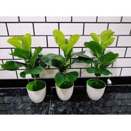 Pokok Fiddle fig pokok hiasan Artificial tree