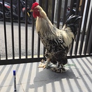 Ayam Brahma Jantan umur 1tahun sehat tinggi tebal besar Bandung kota cod makan banyak baik