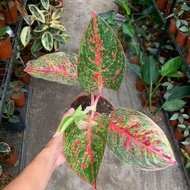 Aglaonema Stardust Red Plant - Fresh Gardening Indoor Plant Outdoor Plants for Home Garden