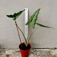 Rare Species Alocasia Sarian ‘稀有网红 - 萨利安海芋’