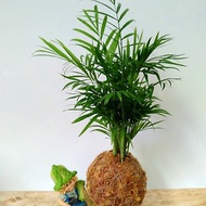 居家幸福苔球 苔玉 智利原色水苔 五行幸運植物 袖珍椰子