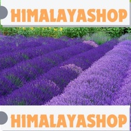 20pcs Lavender seeds Biji lavender薰衣草种子
