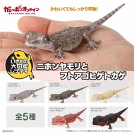 Bandai Biological Illustrated Book Simulation Reptile Model Capsule Toy Gecko Beard Lizard Gecko Rea
