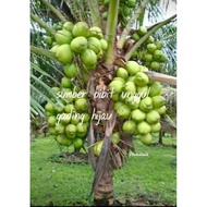 bibit kelapa gading hijau hibrida