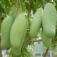 Beautiful Thai mango tree gourd.