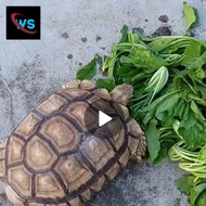 KURA KURO SULCATA DEWASA SIAP PRODUKSI