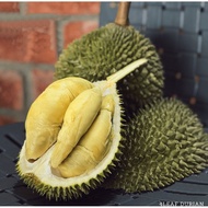 Anak Pokok Durian Kim Hong D198