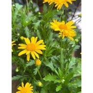 Euryops. 小黄菊. [LIVE PLANT] Bunga Kuning. Yellow Flower. Small Sunflower.