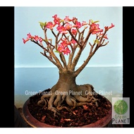 Adenium 富贵花  Arabicum Black Giant (5/10 Seeds-Benih-种子). Thailand Origin (Ready stock in Msia). Bunga Kemboja