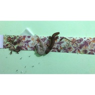 20 Pieces Lizard Trap Glue Lizard Glue Lizard Glue Gecko Trap Glue Insect Trap Glue Lizard Trap Glue