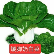 Short Short-legged Milk Cabbage Seeds Small Cabbage Seeds Cream Cabbage Seeds Original Four Seasons 