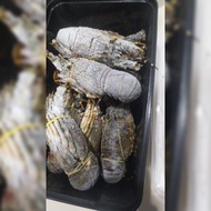 lobster laut 1kg Isi 7-8