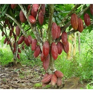 CÂY CA CAO GIỐNG CHO TRÁI SỚM ( Cây ghép ). [BEST Express]