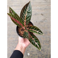 Sindo - Aglaonema Pride Of Sumatera Live Plant FTG04EVFBQ