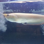 ikan arwana silver