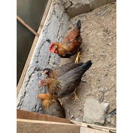 Original brown leghorn package