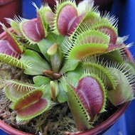 20 Pcs/Bag Venus Fly Trap Carnivorous Plant Seeds