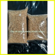 ✅ ◸ ﹊ 1kg cat grass seeds (mix barley oat wheat seeds)