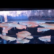PetCare ** ikan arwana silver brazil