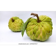 Anak Pokok Buah Nona Hybrid/Custard Apple