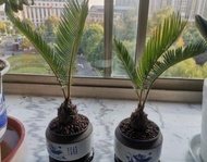 【GW】Sago Palm - Cycas Revoluta - Pakis Cycas Bonsai 苏铁 铁树