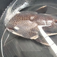 IKAN HIAS REDTAIL CATFISH RTC JUMBO 70CM