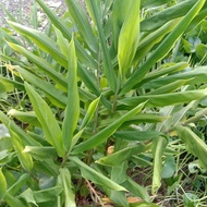 halia hutan/bonglai/herba sepokok tanpa polibeg