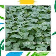 5000 Benih Bayam Hijau SUPER - Ta Fung -mg