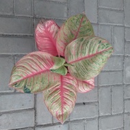 Ready Tanaman Koleksi Aglaonema Dewi Hughes Aglonema Dewi Hughes Jumbo