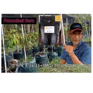 BAJA PUSH BUAH1 KG Baja Push Buah NPK 8:24:35+3mg+ TE + Algae