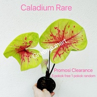 [ Viral ]Pokok keladi/caladium thailand/keladi thailand/ keladi/ caladium Super Daging/neon /hilo be